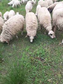 Продават се Овце,Кочове и Чепишки за курбан байрам