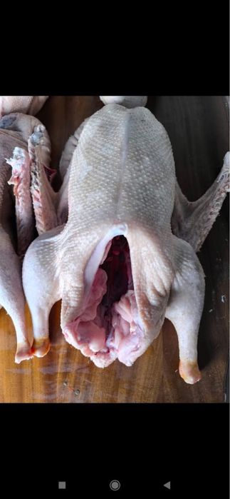 Продам гусь мясо кг 4 тыс тенге