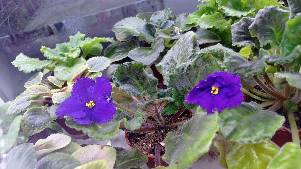 Fiyalka gullari sotuvda bor