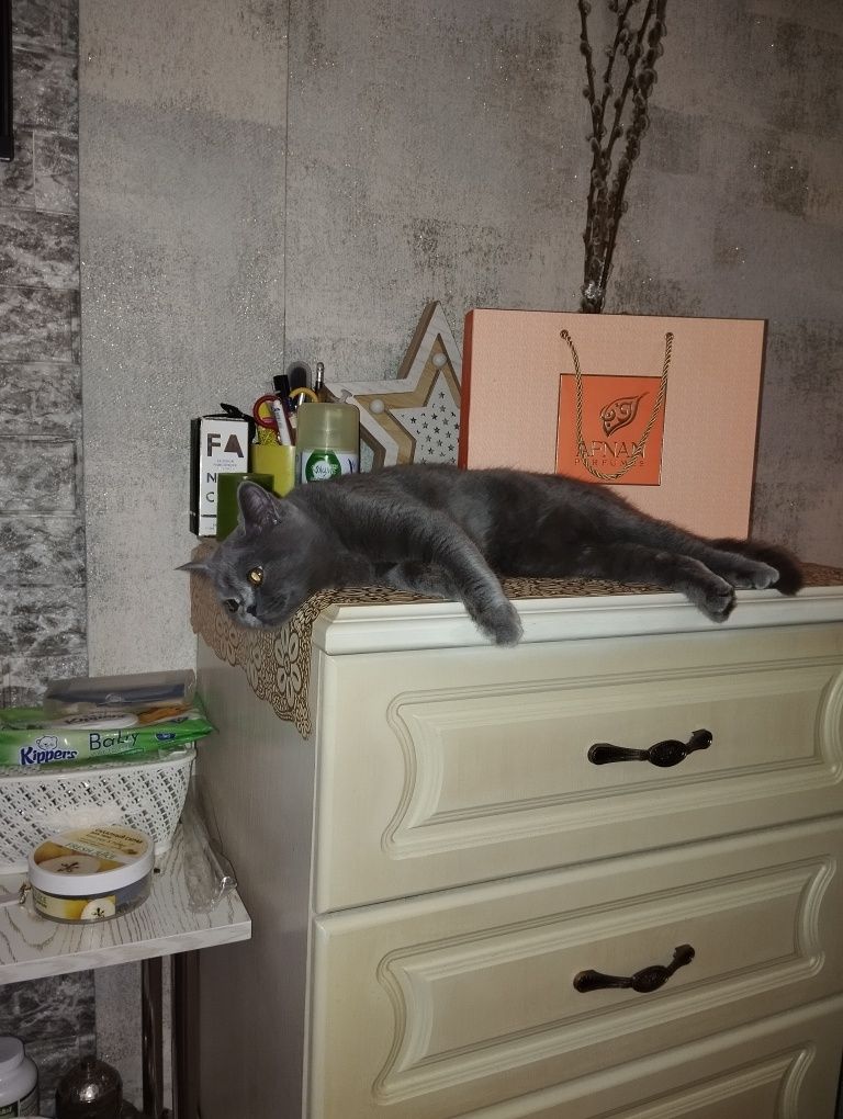 Продается котёнок девочка страйт