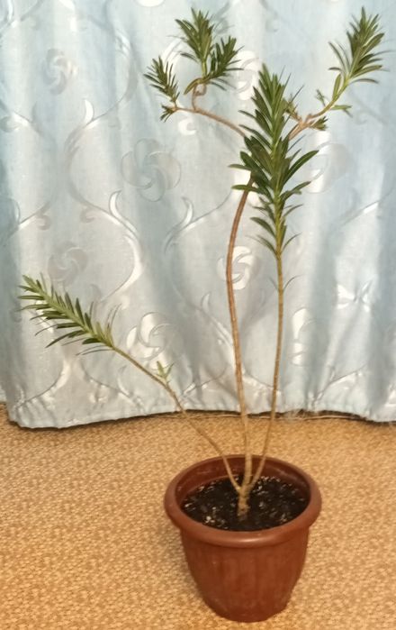 Олеандр комнатное растение