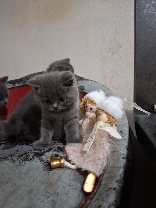 Британска късокосместа