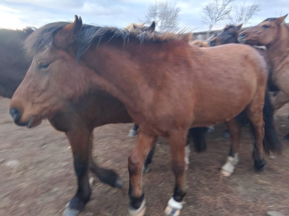 Продам кабылу жеребая 4 лет