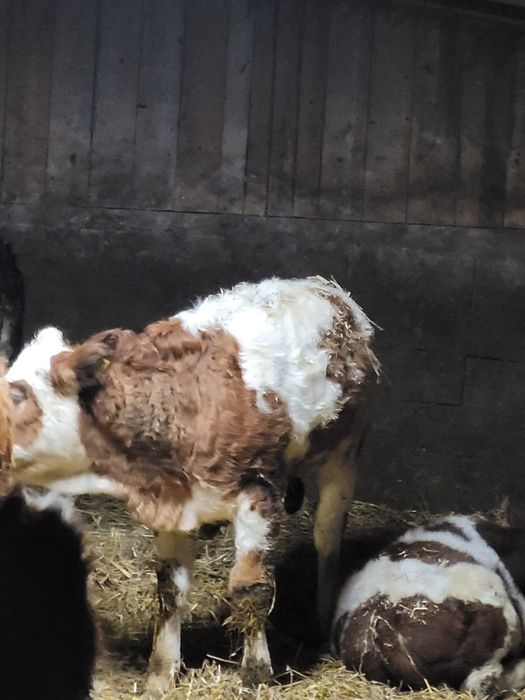 Junincă pentru sacrificare