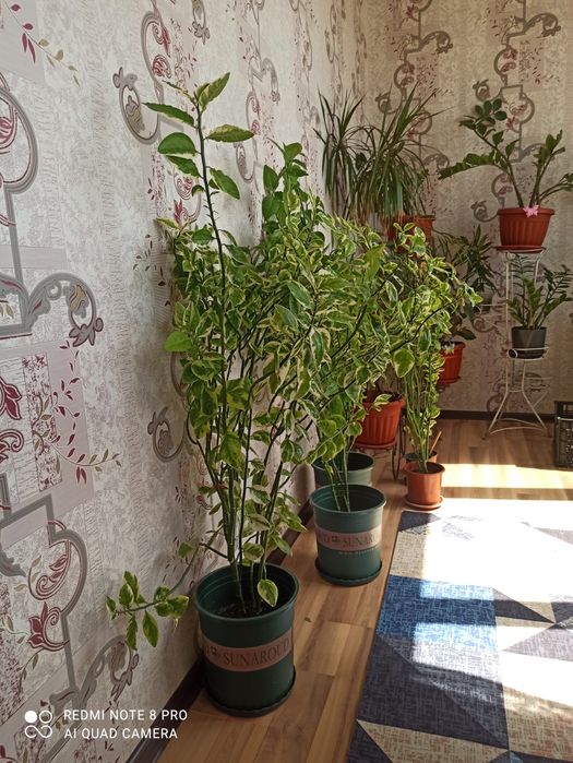 Комнатные цветы разные виды