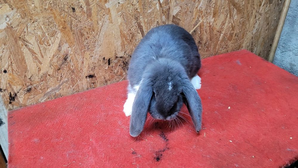 Iepuri berbec german