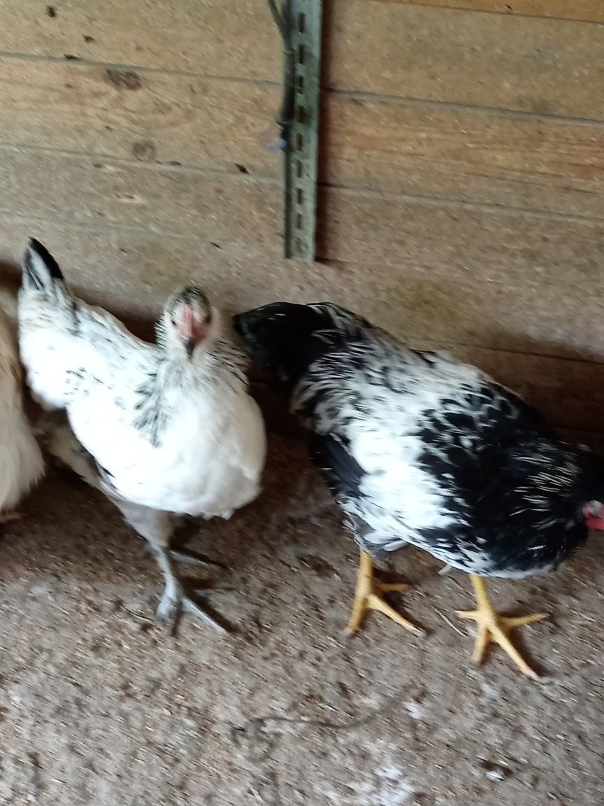 Продам петухов домашних.