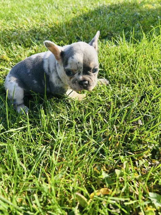 Френски Булдог 2025