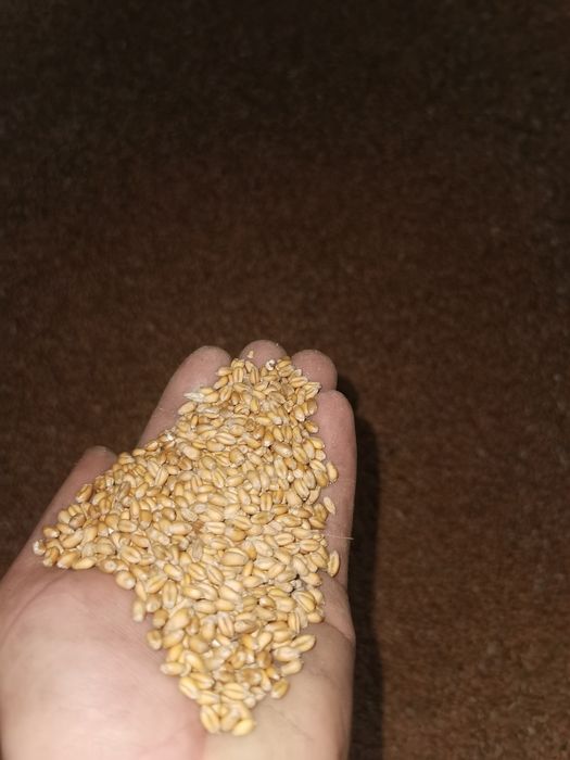 Vând Porumb, Grâu și Ovăz !!!