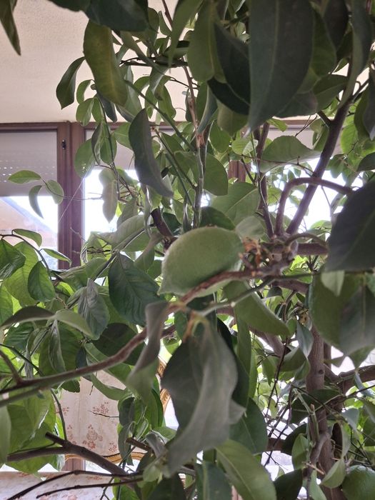 Lamai foarte frumos sanatos si foarte mare