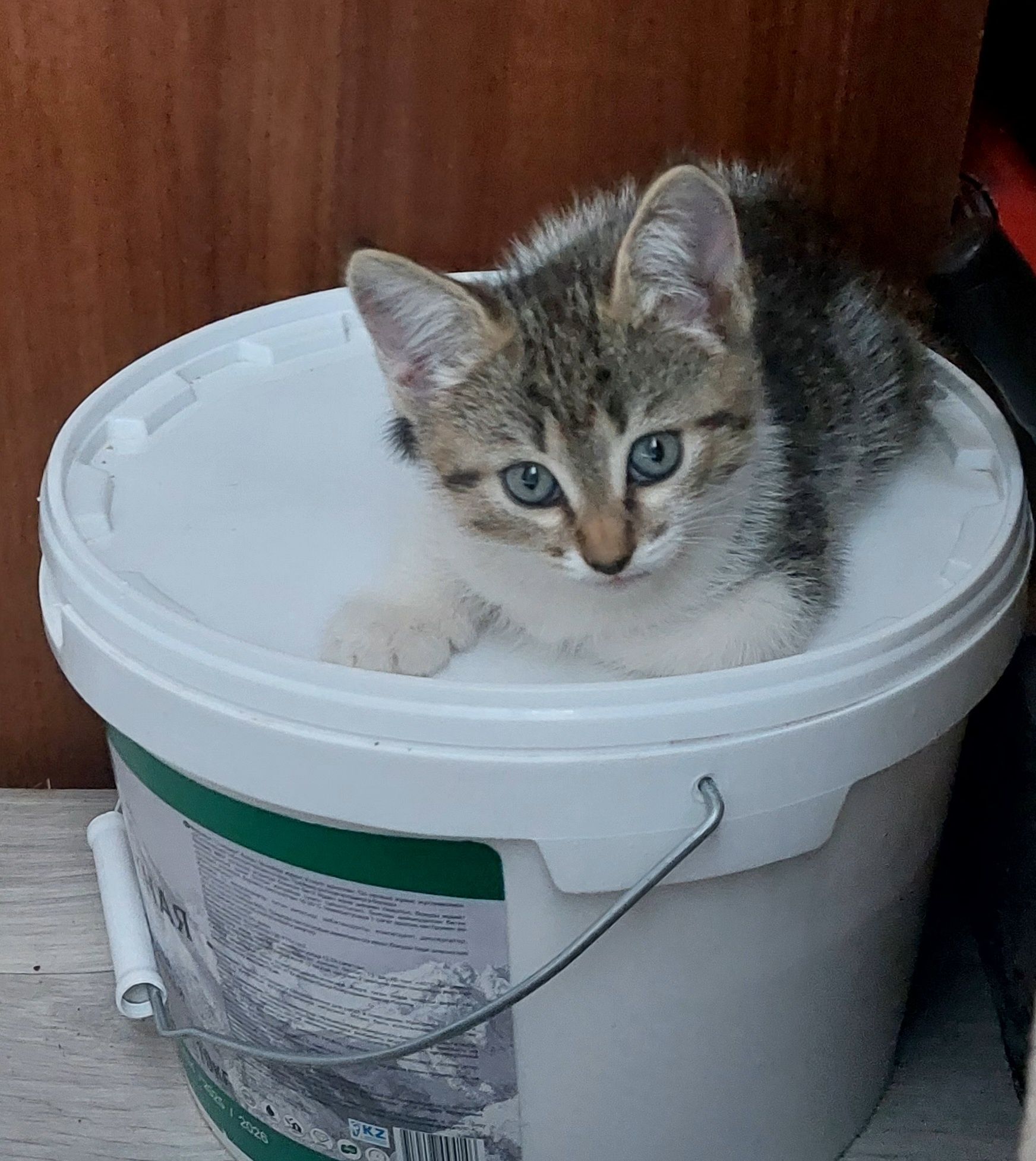 Котята в добрые ручки