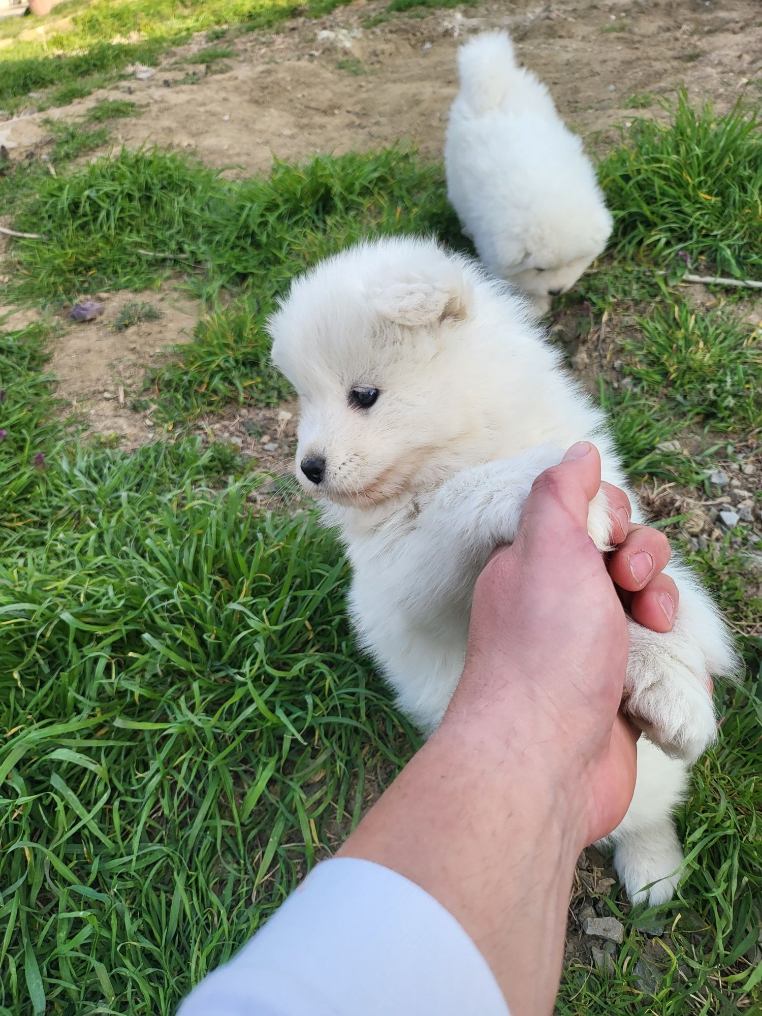 Vând pui de samoyed