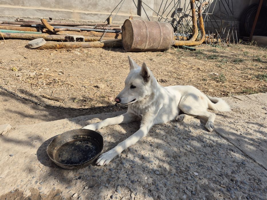 Лайки, Ит, собака,