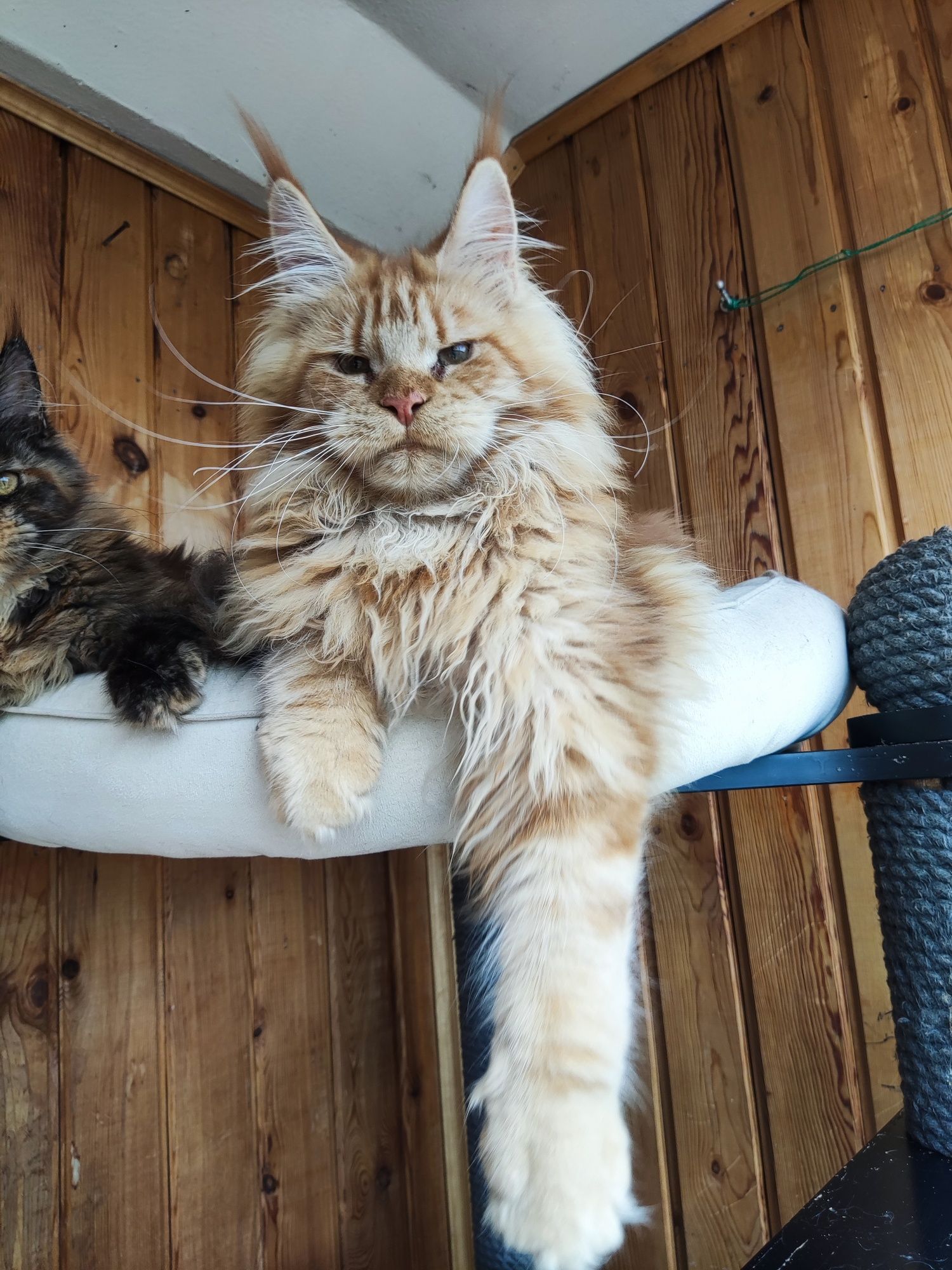 Котёнок Мейн кун