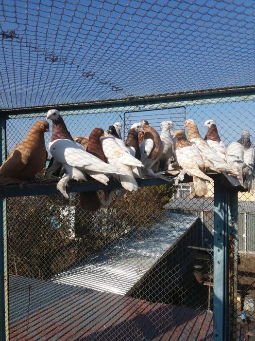 продам голубей узбекских