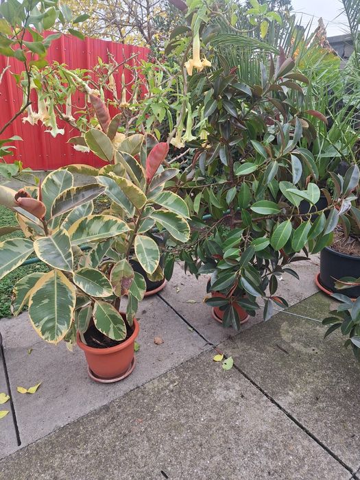 Vând flori la ghiveci