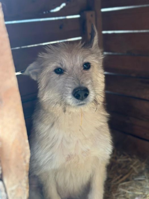 Щенок ищет  дом, любящих хозяев.