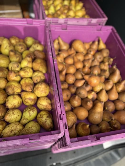 Pere bio 100% din Felnac – 4 lei/kg