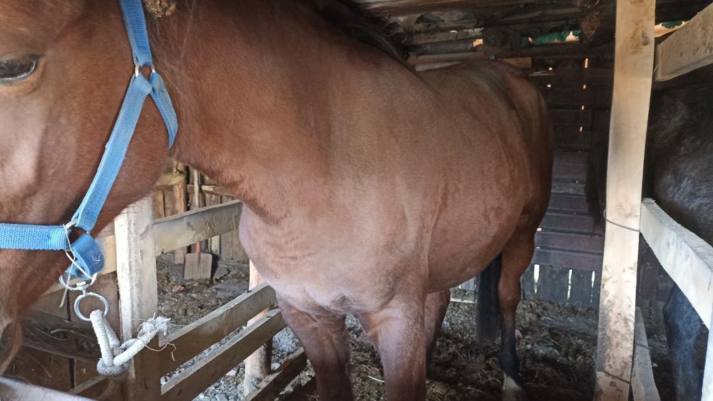 Продам соғым, Байтал