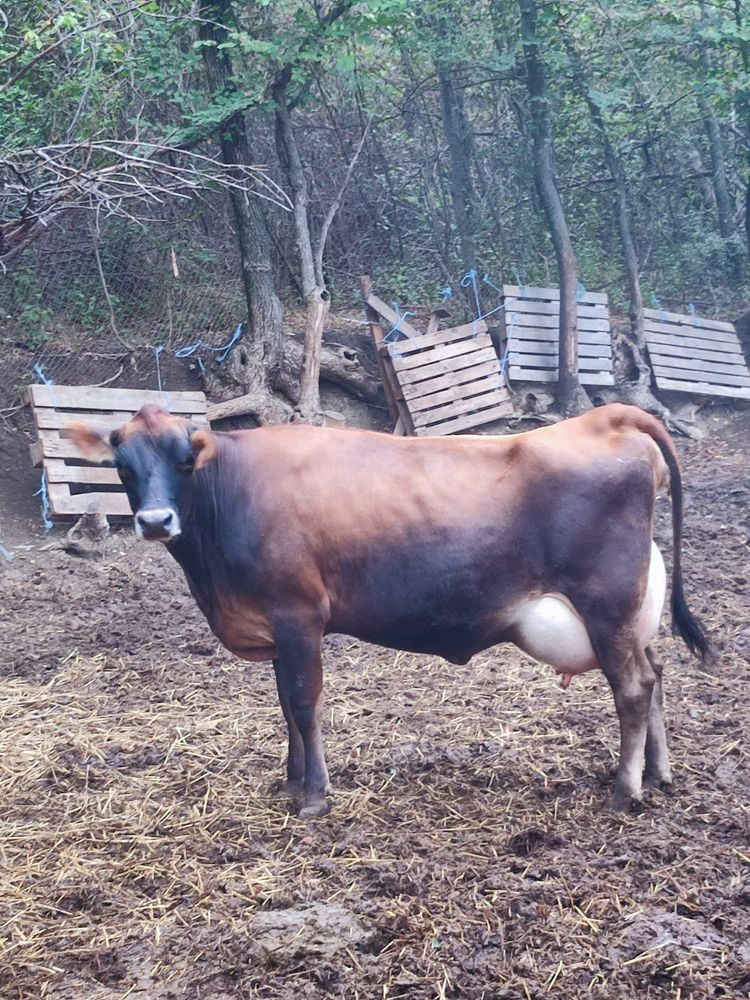 Продавам дойни крави