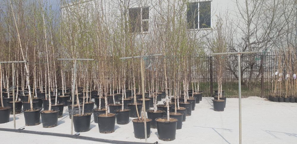 Mesteacăn toate dimensiunile