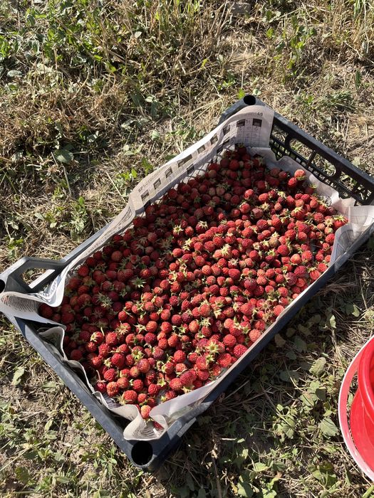 Разсада ягоди сорт Fragaria moschata