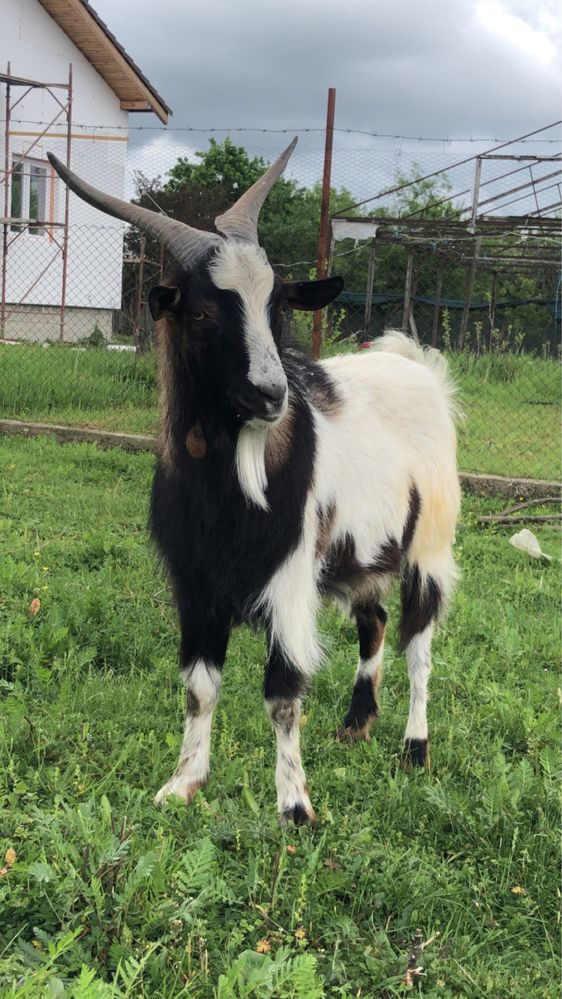 Vând  țap , de un an