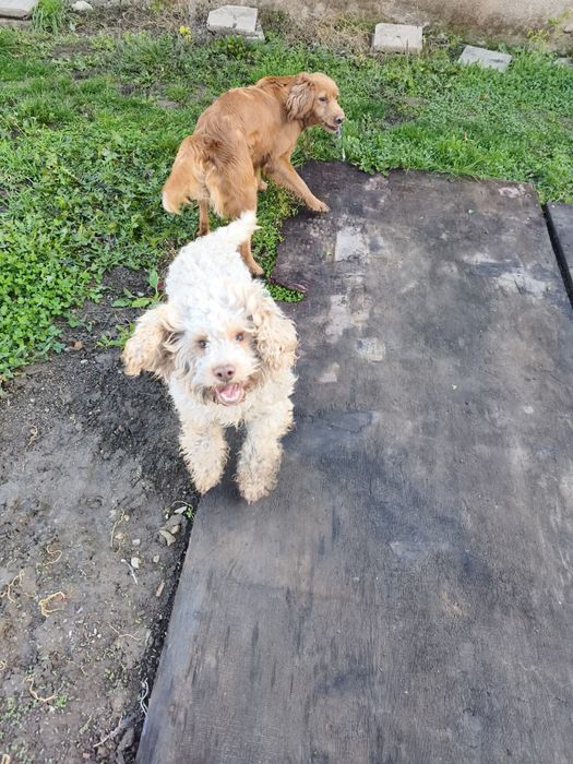 Кучета за трюфели