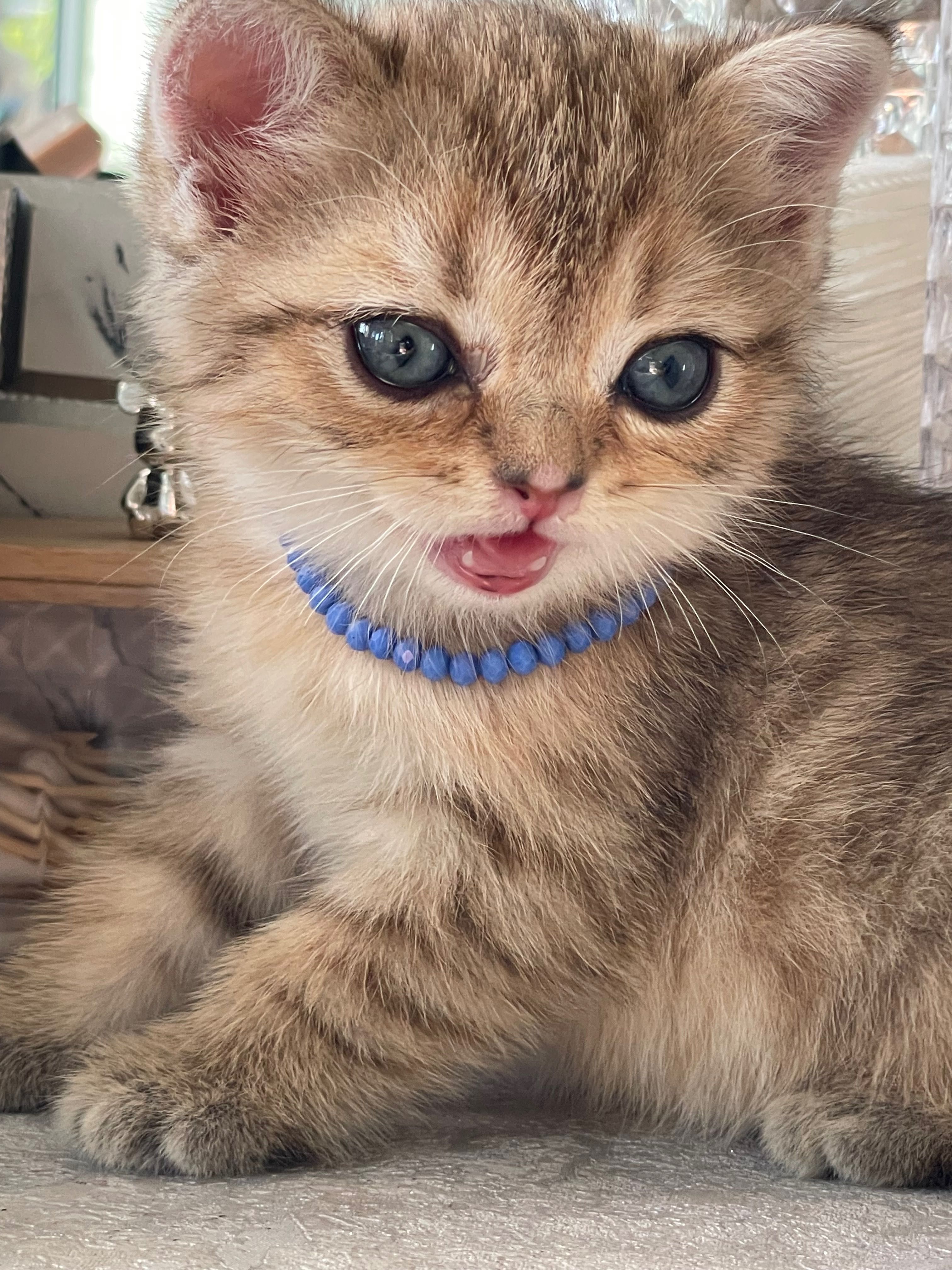 Britan Chinchilla mushukchalar