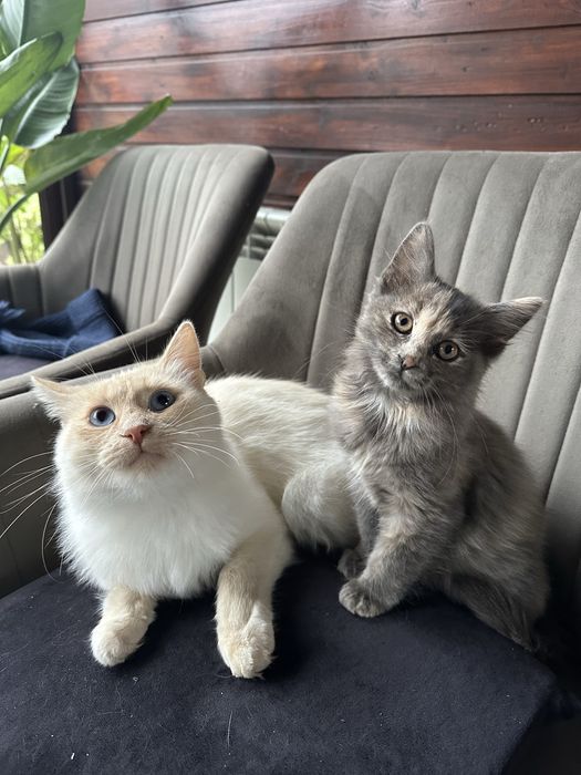 Pui pisica, Turkish blana lunga, gri-albastru, 4 luni