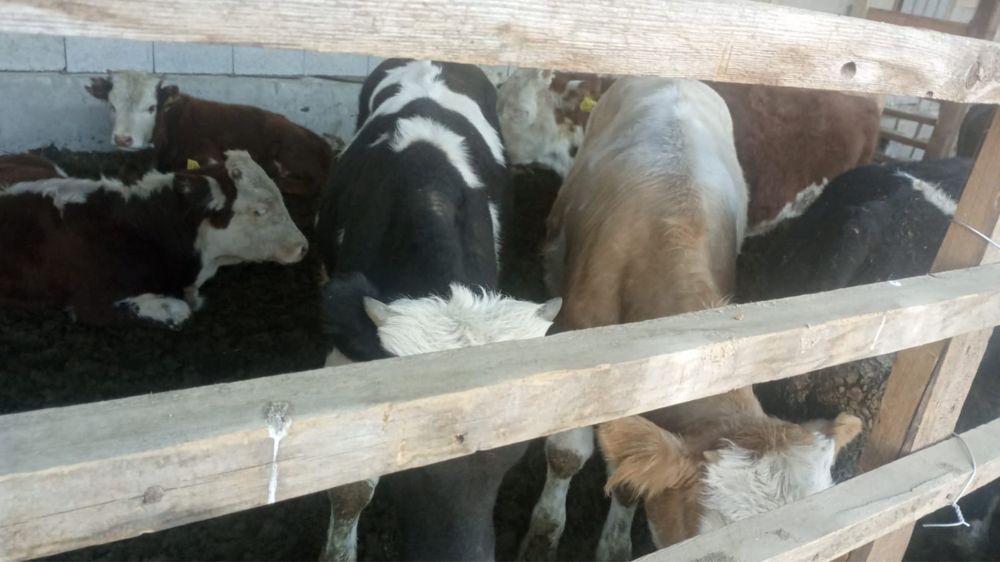 Бұзау 10 бас, қой, тоқты