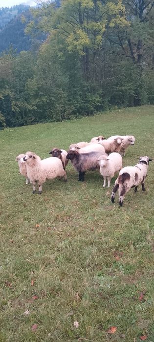 10 miele de vânzare