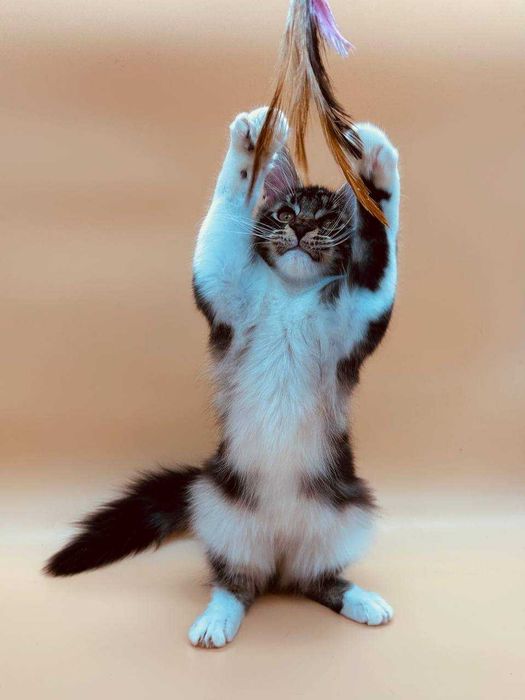 Pisica Femela Maine Coon cu pedigree (WCF AUTORIZATA) Livrare