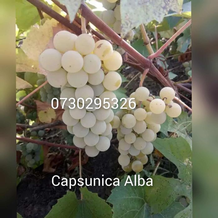 Vând Butasi vita de vie Altoita și Hibridă direct de la PRODUCĂTOR