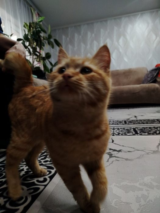 Котята в Добрые руки.