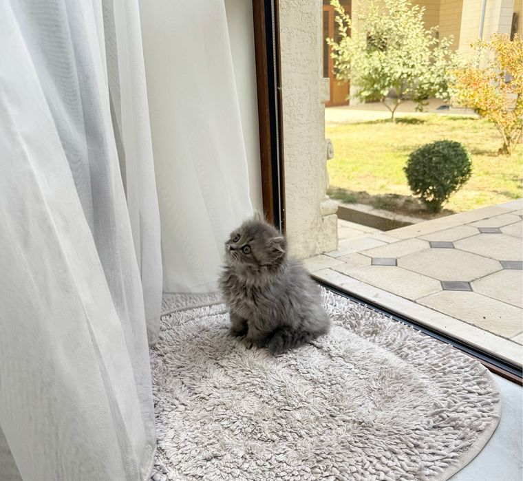 Британская порода