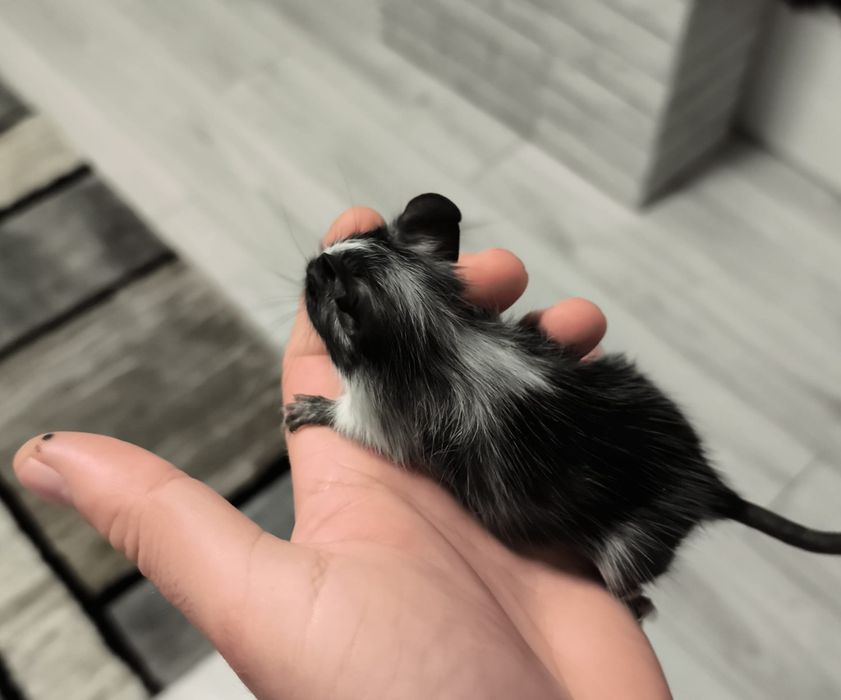 Vând pui veverițe degu