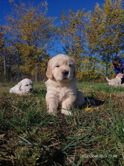 Catei de golden retrivier cu pedigree isi cauta stapan