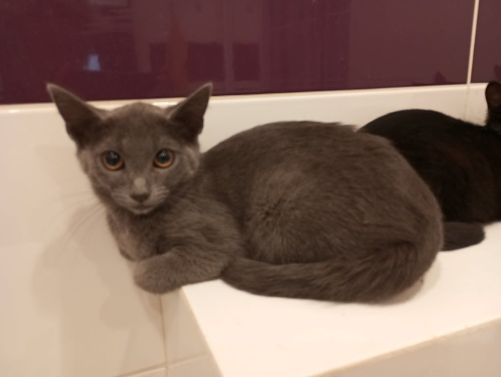 Подарявам 3 котенца
