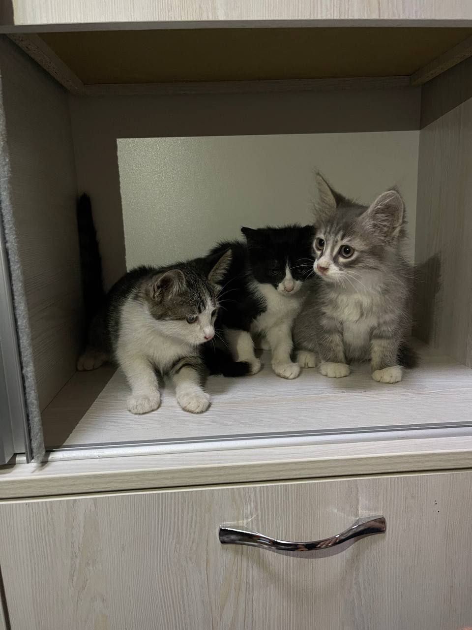 Бесплатно котята