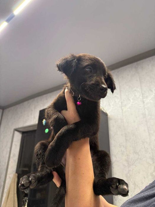 Щеночки в добрые руки породистые