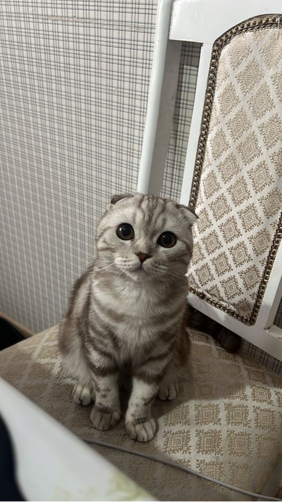 Вислоухий кот ищет Кошку