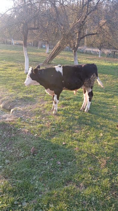 Tăusaș băltat pe negru