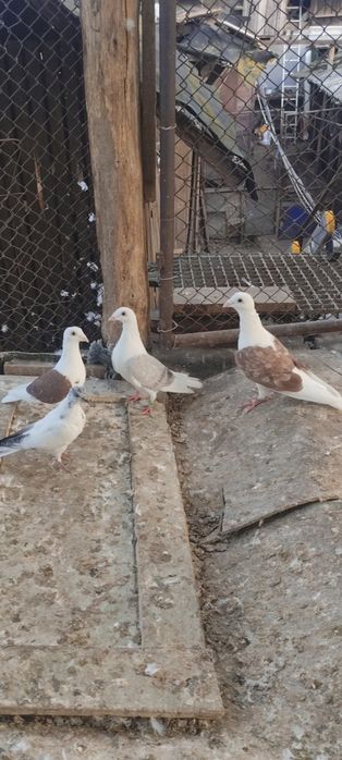 Voiajori căpăciți