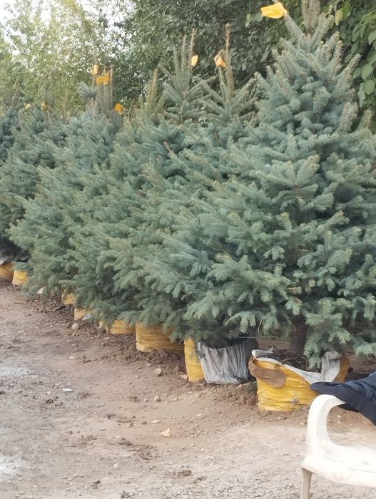 Archa kesish va gazon ekish lanshaft 20000 mingdan boshlab