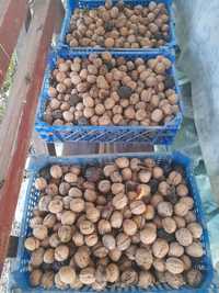 60 kg de nuci in coaja