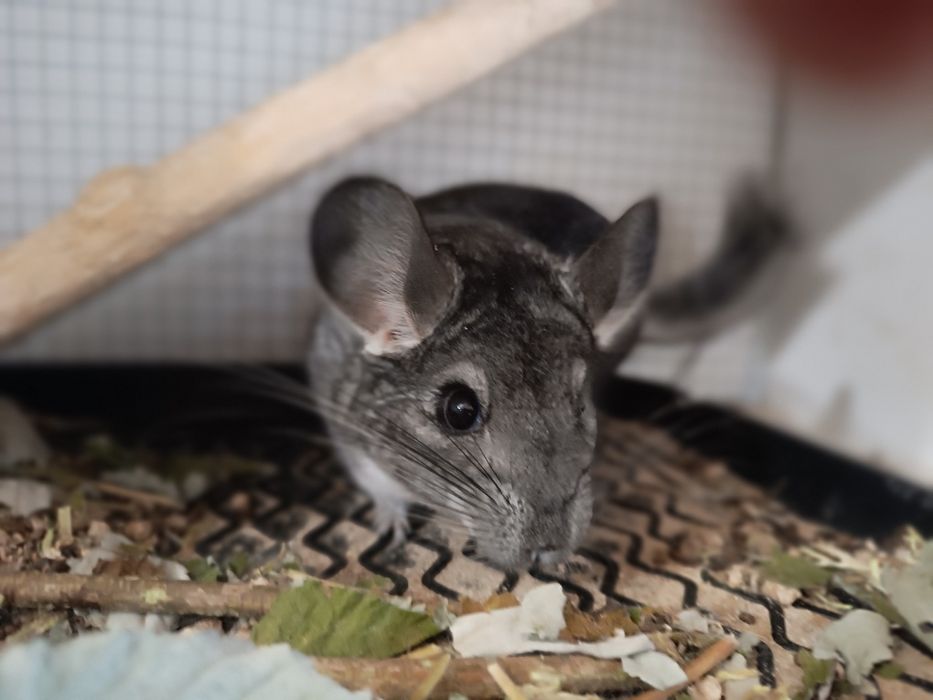 Vând chinchilla, vârstă un an