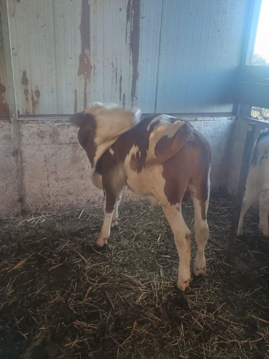 Vând 2 taurasi unu brun și unu bălțat romanesc