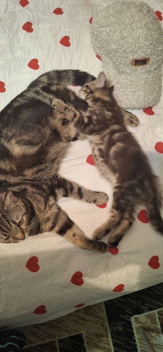 Отдам котенка мальчик