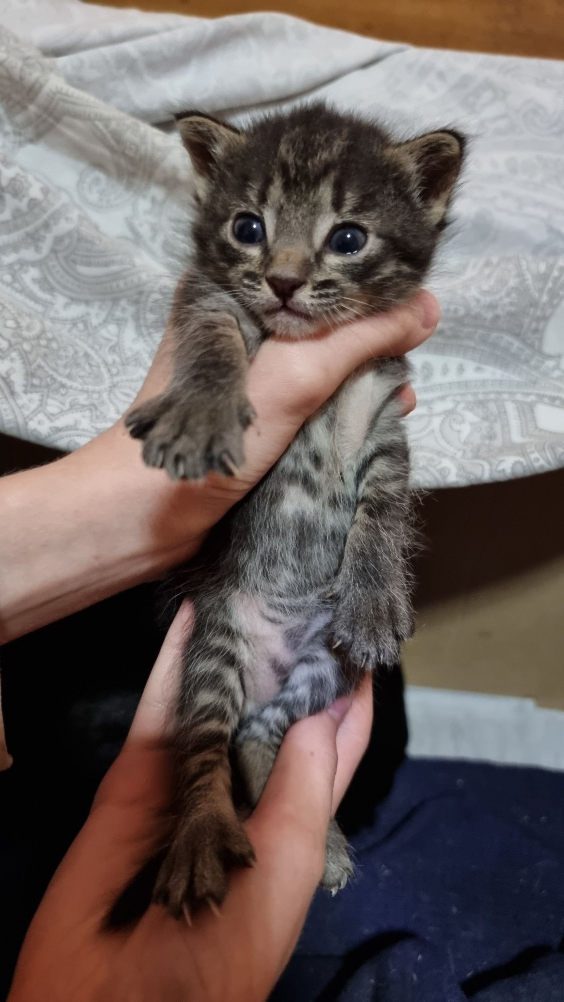 Котята бесплатно